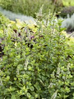 Mentha spicata Mojito Cocktail, summer August