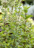 Mentha spicata Mojito Cocktail, summer August