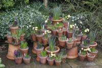 Arrangement of spring bulbs in terracotta pots on the patio at Winterbourne Botanic Gardens, February