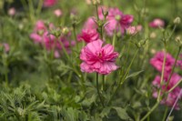 Italian Ranunculus asiaticus, Persian Buttercup 'Moderna line, Dolce', a novelty hybrid