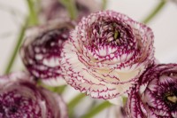 A display of Italian Ranunculus asiaticus, Persian Buttercup 'Elegance line, Bianco Striato 48-14'