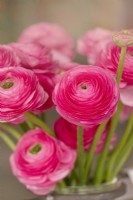 A display with Ranunculus asiaticus, Persian Buttercup 'Elegance line Colorado'