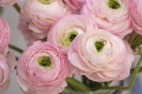 A display of Ranunculus asiaticus, Persian Buttercup 'Cloni-Success line, Confetto'
