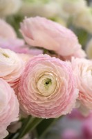 A display of Ranunculus asiaticus, Persian Buttercup 'Cloni-Success line, Favola' 