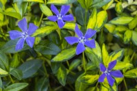 Vinca minor ILLUMINATION 'Cahill'