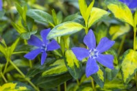 Vinca minor ILLUMINATION 'Cahill'