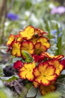 Primula 'Megan Elcora Red', April