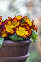 Primula 'Megan Elcora Red' in pot, April