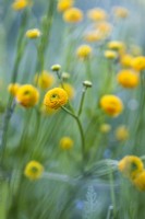 Ranunculus acris 'Flore Pleno'