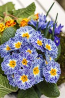 Primula 'Zebra Blue'