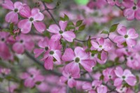 Cornus florida 'Cherokee Chief' in May 