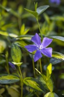 Vinca minor ILLUMINATION 'Cahill'