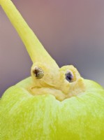 Ginkgo biloba - fruit