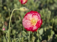 Papaver rhoeas Shirley Double, spring May
