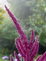 Amaranthus caudatus - love-lies-bleeding with dewy garden spider web
