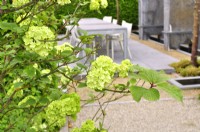 Branches with lime-green spherical  flowers of Viburnum plicatum 'Rotundifolium' in garden.  May