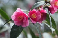 Camellia 'Cornish Spring'