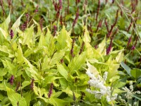 Persicaria amplexicaulis Golden Arrow, summer August