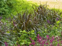 Pennisetum Princess Caroline, autumn September