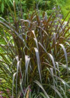 Pennisetum Princess Caroline, autumn September