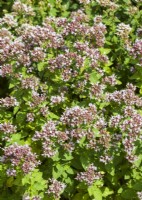 Origanum vulgare, autumn September