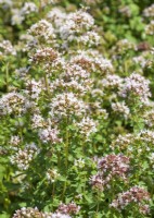 Origanum vulgare, autumn September