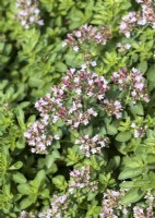 Origanum vulgare Compactum, summer July