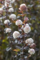 Physocarpus opulifolius 'Caramel'