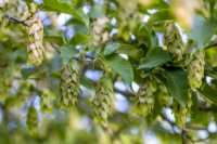 Carpinus japonica, Japanese hornbeam