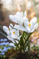 Crocus vernus 'Jeanne d'Arc', April