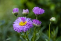 Erigeron speciosus 'Pink Jewel' - distorted flower 