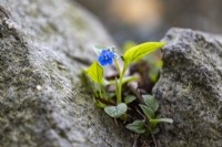 Omphalodes verna growing in rocky groove