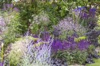 Thalictrum 'Splendide' and Salvia nemerosa 'Caradonna in a summer perennial bed. RHS Iconic Horticultural Hero Garden, Designer: Carol Klein