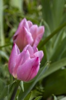 Tulipa 'Mistress' - tulip - March