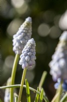 Muscari armeniacum 'Valerie Finnis' - grape hyacinth - March
