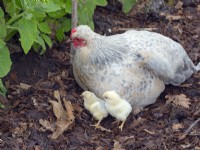 Silkie Bantum with chicks Spring April