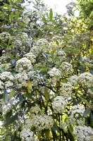 Creamy-white oval flowers of multi-stemmed Viburnum pragense, May