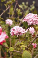 Fragrant rounded pale pink flowers of Viburnum carlesii. April