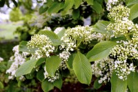 Branch with white flowers of  Viburnum sieboldii. April