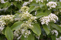 Branch with white flowers of  Viburnum sieboldii. April