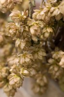 Dried flowers of wild hop - Humulus lupulus - on a rustic wreath ring