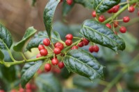 Ilex 'Nellie R. Stevens' syn Ilex aquifolium 'Nellie Stevens'