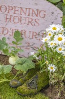 Moss covered old shoes next to the opening hours sign and Leucanthemum vulgare. 