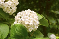 Fragrant white flowers of Viburnum carlcephalum. May