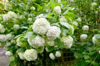 White spherical flowers of Viburnum opulus Roseum. May