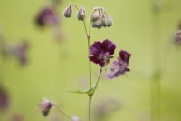 Geranium phaeum - Dusky Cranesbill. Summer.