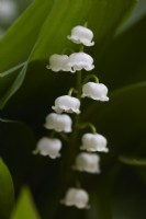 Convallaria majalis. Lily of the Valley. Summer.
