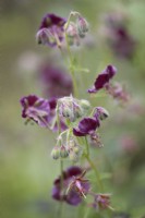 Geranium phaeum - Dusky Cranesbill. Summer.