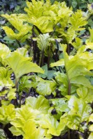 Acanthus 'Hollards Gold' . April. Spring.