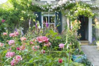 View of a garden in front of a Victorian house in summer with Rosa 'Boscobel' flowering in a border. May.